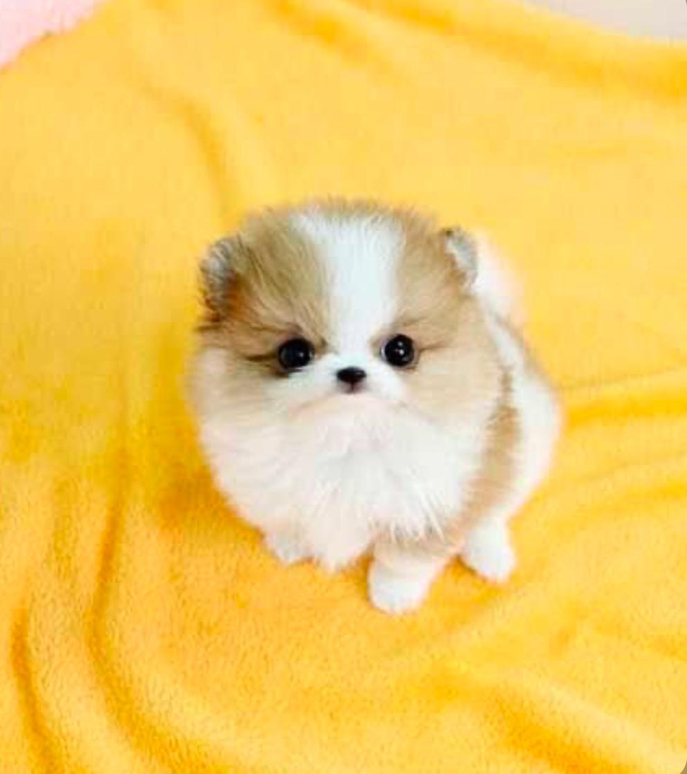 Charlie the Pomeranian